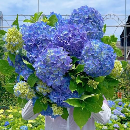 semillas resistentes de hortensia, silvestres, variedades antiguas. balcón, jardín perenne, 550pcs