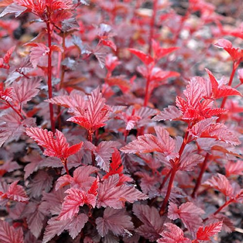 Physocarpus Lady in Red Ninebark Pink Flowering Shrub Hardy Garden Plant in Pot (9cm Pot, 15-25cm)
