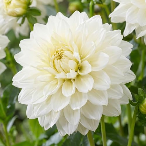 Dahlias Bulbes Collection Décoratifs Blancs - 5 Bulbes de Fleurs à Planter Exterieur - Plante Exterieur Jardin - Naturelle Plantes de Hollande (pas de graines, non artificielle)