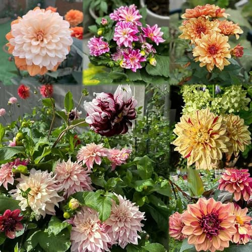 dahlien winterhart deko frühlingsblumen blumenzwiebeln frühblüher garten frühlingsblüher garten dahlien frühblüher 15zwiebeln