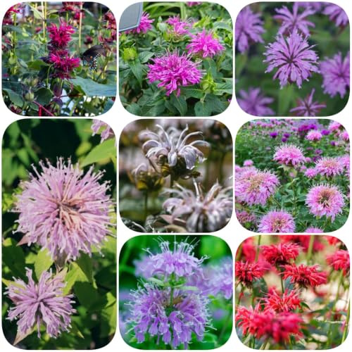 semillas de melisa - de jardín rocas ortiga india lugares soleados decoración jardín mariposas semillas silvestres 300pcs