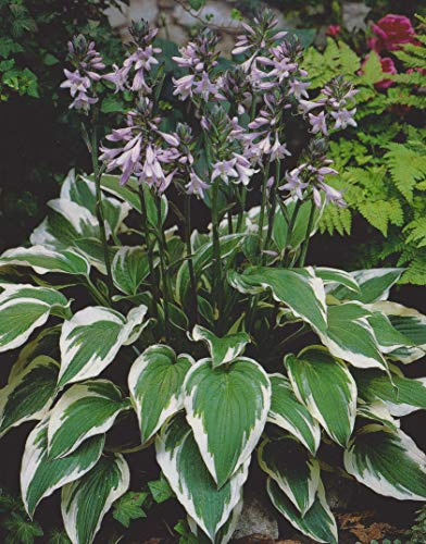 Funkie Hosta Antioch1 Wurzelstück Staude Funkien
