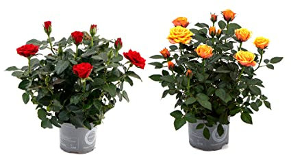Rosal Mini Set de 2 Plantas con Flores de Colores Naturales