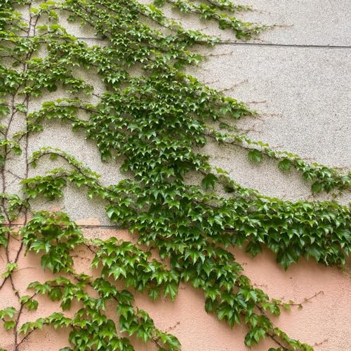 semi di vite selvatica - da balcone resistenti biologici interno decorazione 350pcs