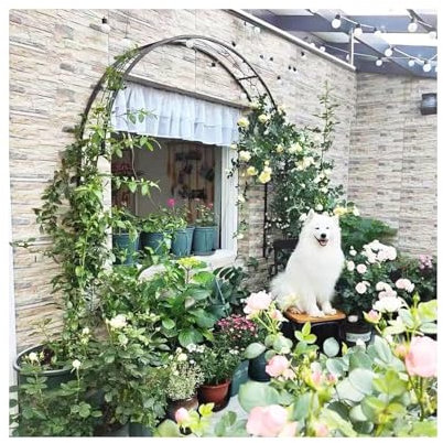 Arche de jardin en métal pour plantes grimpantes, arche de soutien pour jardin, pelouse, terrasse, parfait pour les légumes, les fleurs et les décorations de mariage, couleur verte