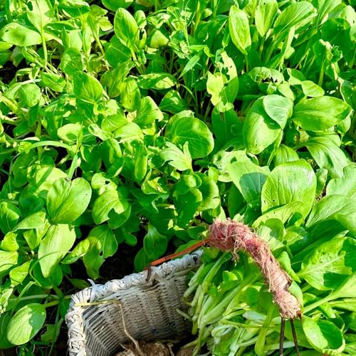 pak choi jardín interior decorativas de interior balcón camas elevadas semillas de resistentes cama elevada para balcón semillas 750pcs