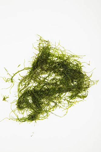 Portal Cool 10G: 10G-250G Java Moss Aquarium Carpet Plant Bogwood Ornament Fish Fry Shrimp