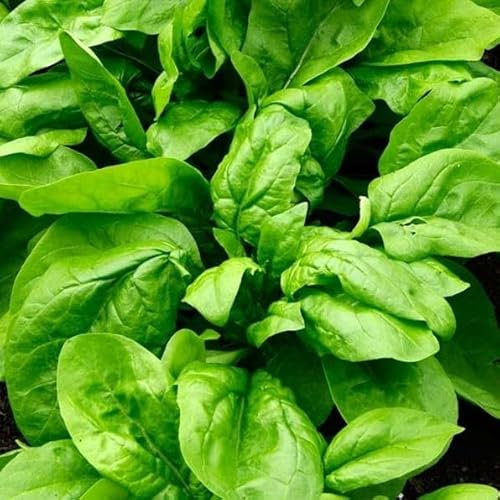 Semillas de Espinacas para Comer Verdura de Ensalada y para Cocinar