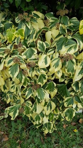 Hedera colchica 'Dentata Variegata' / Lierre de Colchide panaché/Conteneur de 3 à 4 litres/Tuteuré