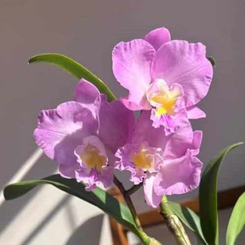 10 pezzi semi di orchidee - semi di perenni selvaggi, orchidea Cattleya, pratera selvaggi perenni,