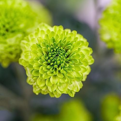 Crisantemi balcone serra interna rampicante rara in vaso tappezzanti rialzata decorazioni da giardino per esterni di biologiche da esterno 500semi