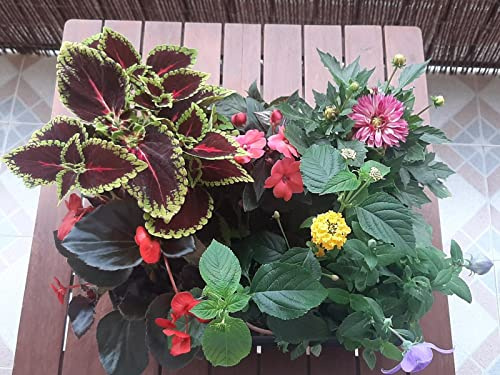 Pack plantas vivas con flor variadas (6 unid.), fácil cultivo