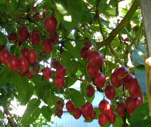 10 Samen Tamarillo, Baumtomate, Solanum betaceum, Herkunft Anden 2000m