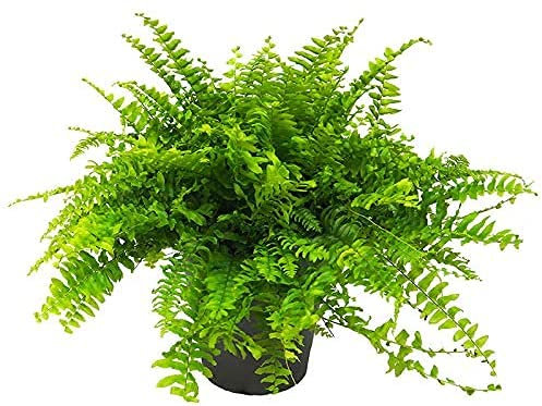 Helecho Nephrolepis Planta de Interior Natural Altura 30cm Helecho Espada o Helecho de Boston