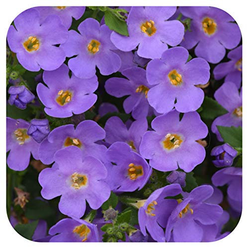 Bacopa Secrets XXL Blue Delight Cutting Raised Basket Plug Plants x 5 Perennial