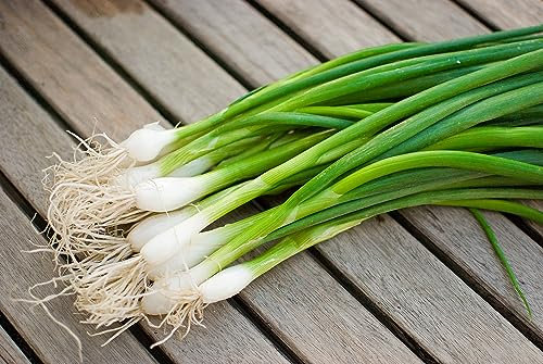 Semillas ecológicas de cebolla blanca Lisboa, 100 x semillas, 100% natural con super tasa de germinación