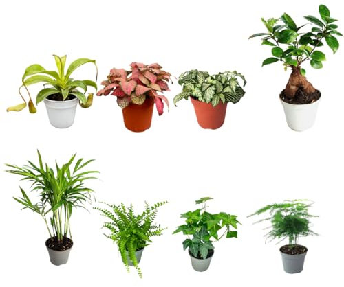 I GIARDINI DI GIULIA - Set di 8 Piante Tropicali vere per Terrarium - Mini Giardini Verdi Esotici - Ideale per Decorazioni e realizzazione di terrari (FITTONIA ROSA)