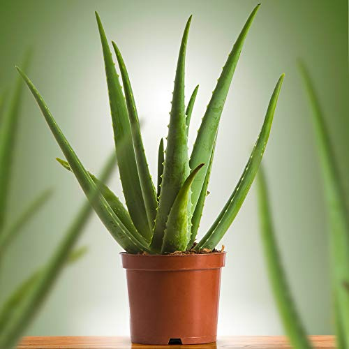 Aloe Vera | Planta Crasa y Purificadora para Interior | 25-35cm en Maceta