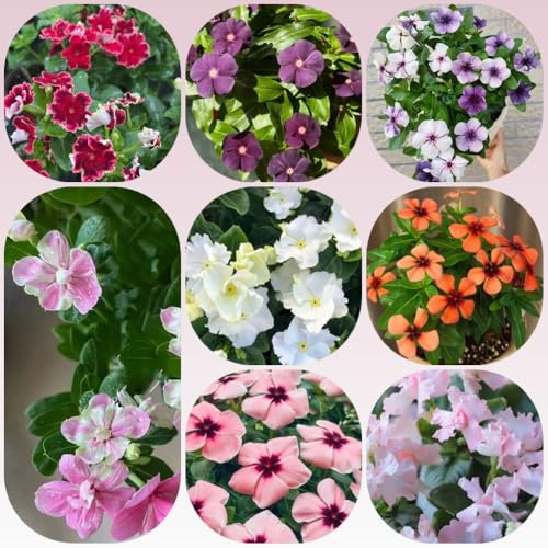Semi di Catharanthus roseus, semi sempreverdi, decorazione da giardino per esterni d'appartamento giardino di per luoghi soleggiati da giardino roccioso 100pcs