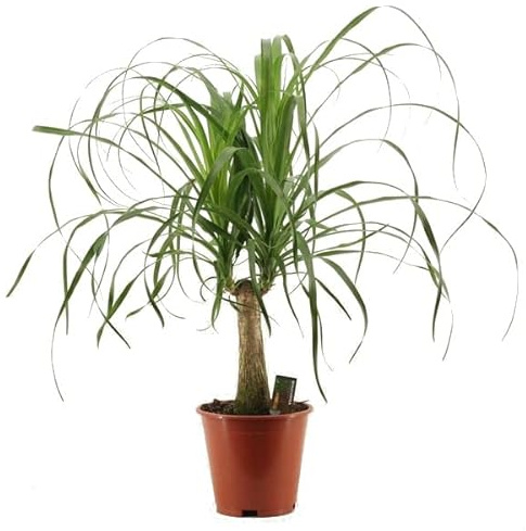 Planta Natural Palma Barrigona Nolina o Beaucarnea Recurvata