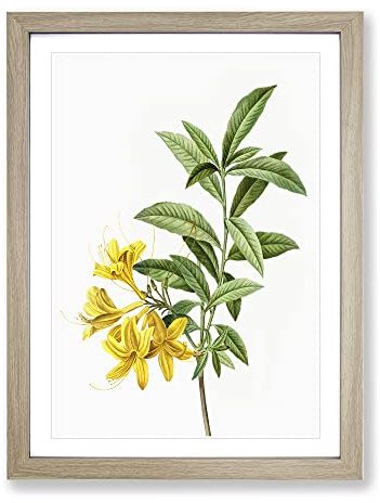 Yellow Azalea Flowers By Pierre Joseph Redoute Vintage Framed Print | A2 Oak Framed Wall Art | Ready to Hang | Classic Floral Picture | Living Room Bedroom Lounge Office