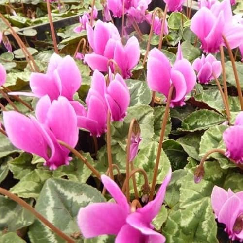 6x Cyclamen de Naples - Cyclamen hederifolium ‘Rose Pearls’ - Godet 9x9cm
