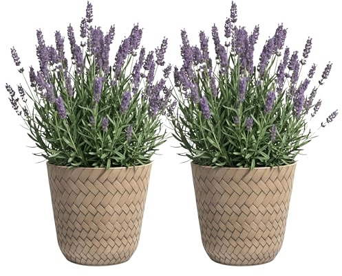 SG Traders Nantucket Plant Pot - Flower Planters Outdoor, Large Garden Plant Pots Elegant Design, Versatile Pots and Planters for Your Outdoor to Enhance your Garden (Pack of 2)