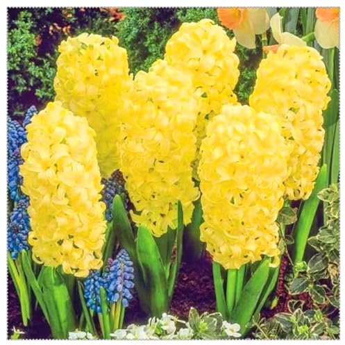 Perennial, Brilliant Hyacinths Bulbs,for Stunning Garden Displays-4 Bulbs-H