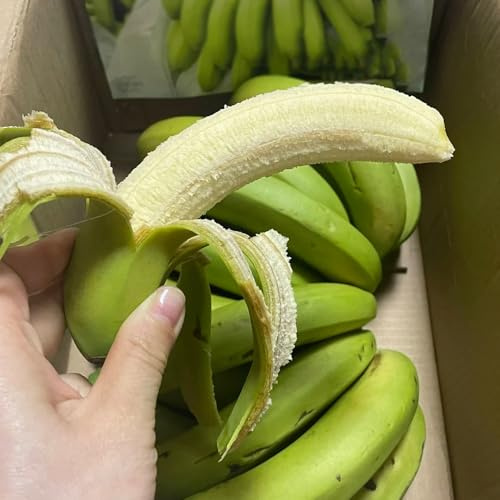 semi di banano resistenti, colonnari di banana da appartamento fresca 100pcs