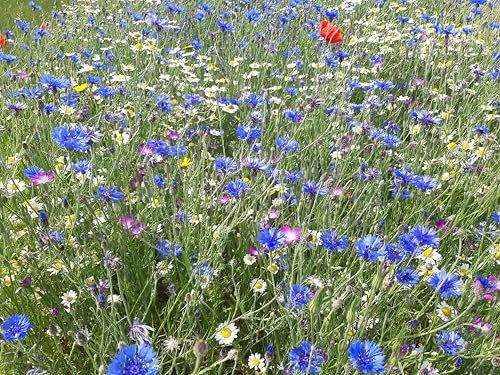 Roselyn Seeds British Annual Wildflower Seed Mix | Bee & Butterfly Wild Flower Mixture, Grass Free | Sow in Spring or Autumn | Flowers All Summer (100 Grams - Covers 20m²)
