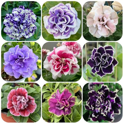 semillas de petunia colgantes perennes - jardín resistentes, variedades antiguas exterior 300pcs