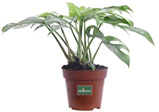 Pianta di Monstera Minima Pianta di Rhaphidophora Tetrasperma pianta da interno pianta da appartamento pianta ornamentale di Mostera pianta vera di MonsteraMinima venduta da eGarden.store