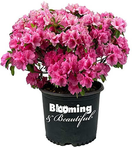 Blooming & Beautiful - Pink Ruffle Azalea - 3 gal - Evergreen Flowering Shrub - Bright Pink Ruffled Flowers - Reblooming Spring and Fall - Zones 7-10 - Rhododendron karume 'Pink Ruffle' - 3 Gallon Pot