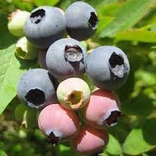 Vivaio Garden Forest Mirtillo Americano Darrow in Vaso | Varietà Tardiva Gigante, Pianta da Frutto, Vaccinium Corymbosum