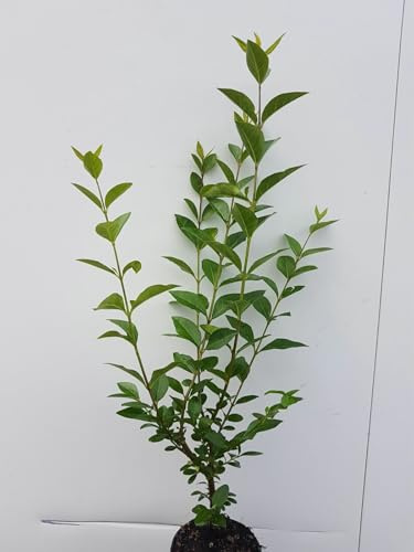 10pcs troènes ovalifolium 50–80 cm (hauteur de plante pure) – Ligustrum ovalifolium – plants à racines nues – plantes de haie – haie de troène – plante de jardin