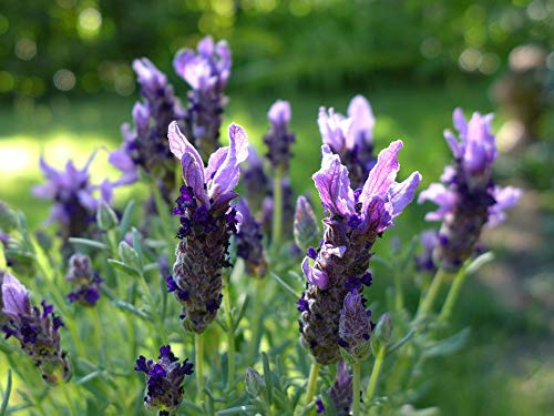 Flowers Fragrant Garden Plant Lavender Violet-20 Inch by 30 Inch Laminated Poster with Bright Colors and Vivid Imagery-Fits Perfectly in Many Attractive Frames