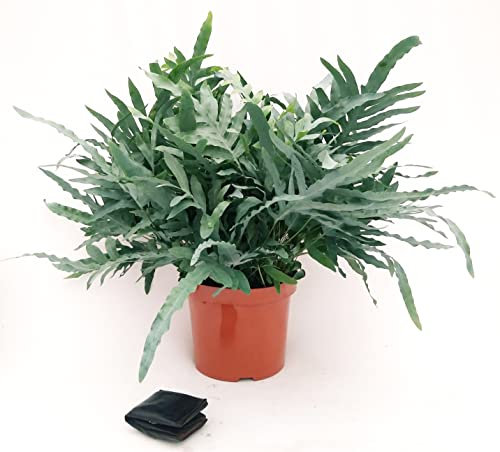POWERS TO FLOWERS - FELCE PHLEBODIUM AUREUM BLUE STAR XXXL, VASO 26CM, piante vere
