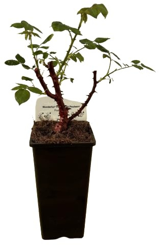 Rosal de Pie Bajo Blanco Una Joya Floral para tu Espacio Exterior