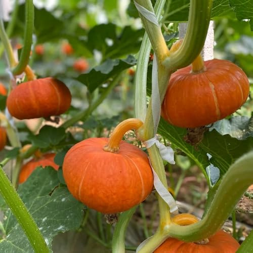 semillas de calabaza orgánicas, variedades antiguas balcón resistente ornamentales 500pcs