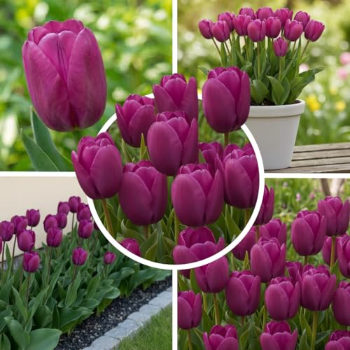 FLORIUM Tulpenzwiebeln Single Violett Magic (25 Zwiebeln) Exklusive lila Tulpen aus Holland, Winterhart und mehrjährig für Garten, Töpfe, Balkon aus Amsterdam