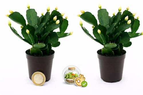 POWERS TO FLOWERS - RHIPSALIS BIANCO MICRO IDEALE PER TERRARIUM, 2 PIANTE, NATALINA, PASQUALINA, VASO 5,5 CM, pianta vera
