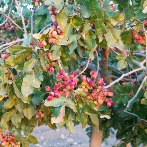 pistazien, pflanzensamen gartenpflanzen rankpflanzen stauden winterhart mehrjährig exotische zimmerpflanzen zwergobstbäume seltene obstbaum bio alte sorten winterharte kübelpflanzen 25samen