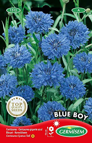 Germisem Blue Boy Semi di Fiordaliso 1.5 g