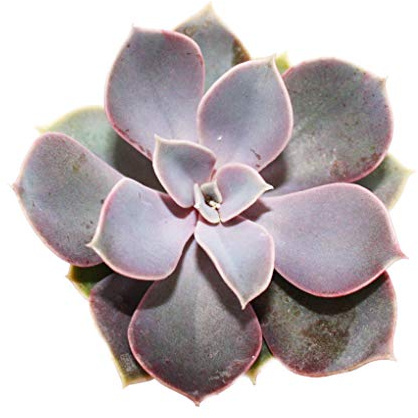 Echeveria Perle von Nürnberg kleine Pflanze 5,5cm Topf