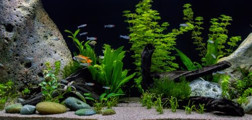 PondPlantsUK - Mixed Amount of Tropical Aquatic Plants No Lead (10 Weighted Live Aquarium Plants (2 Bunches))