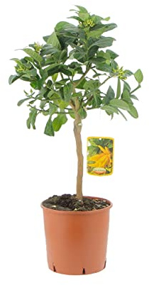 KENTIS - Plante de La Main de Bouddha - Vraies Plantes d'Extérieur - Arbres Fruitiers en Pot - H 70-80 cm Ø 20 cm