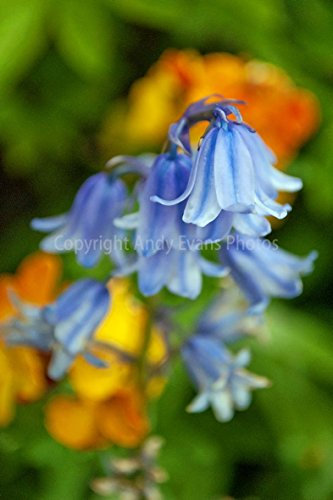 Glockenblumen Foto ein 30,5 x 45,7 cm Fotodruck Bluebell Blumen Hyacinthoides non-scripta Endymion non-scriptus Hochformat Foto Farbe Bild Fine Art Print Fotografie Durch Andy Evans Fotos