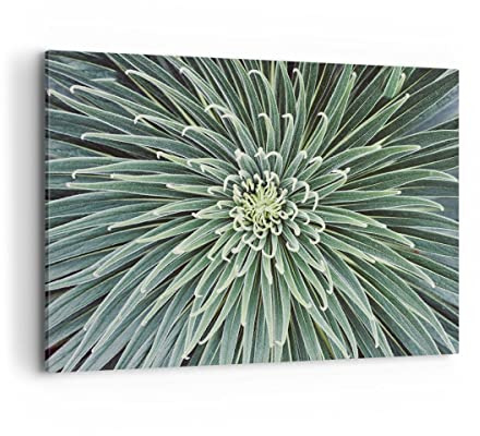 ARTTOR Bilder auf Leinwand 120x80cm Wandbild Botanik Blumen - 4905 | Agave Grün Pflanze Groß XXL Wanddekoration Wohnzimmer Schlafzimmer Küche Wanddeko Wand Kunstdruck Wandkunst Wall Decor ARTTOR
