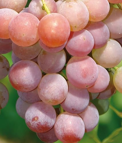 Weinrebe V 68021 2L - Der Busch zeichnet sich durch hohe Fruchtbarkeit aus