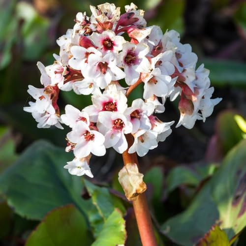 Semillas resistentes de Bergenia - decoración balcón Bergenie para exterior jardín 350pcs
